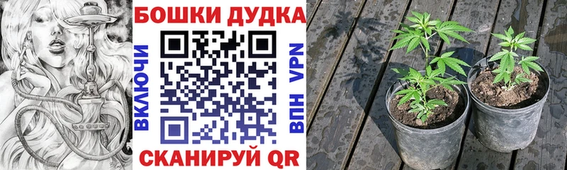 Бошки Шишки гибрид Красноуфимск